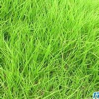 细叶结缕草