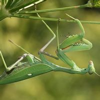 非洲绿巨螳螂