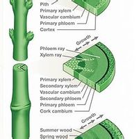 植物解剖学