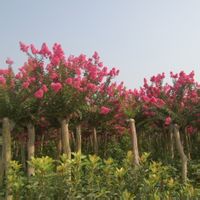 紫薇树