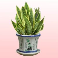 虎尾兰