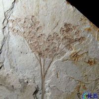 植物化石