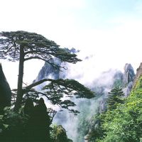 黄山毛峰