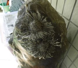 菊花石