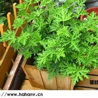 驱蚊草
