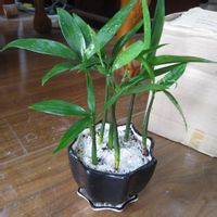 竹柏